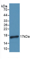 62047