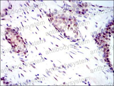 Валидация AntibodySystem RHE50004 (2208)