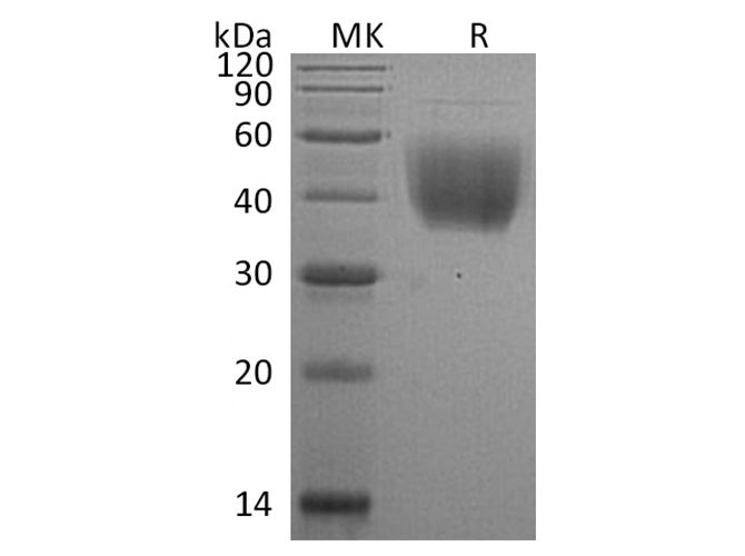Валидация Elabscience PKSR030453(5768)