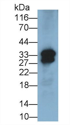 27392