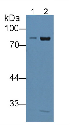 12025