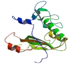 Carboxypeptidase A3, Mast Cell (CPA3)