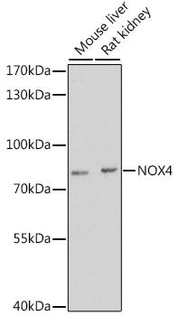 Валидация Elabscience E-AB-64074