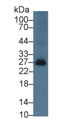 9504