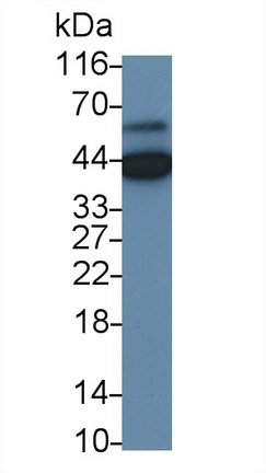 26934