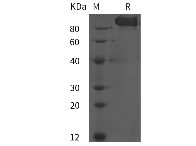 Валидация Elabscience PDMH100396(995)
