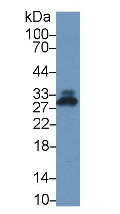 13726