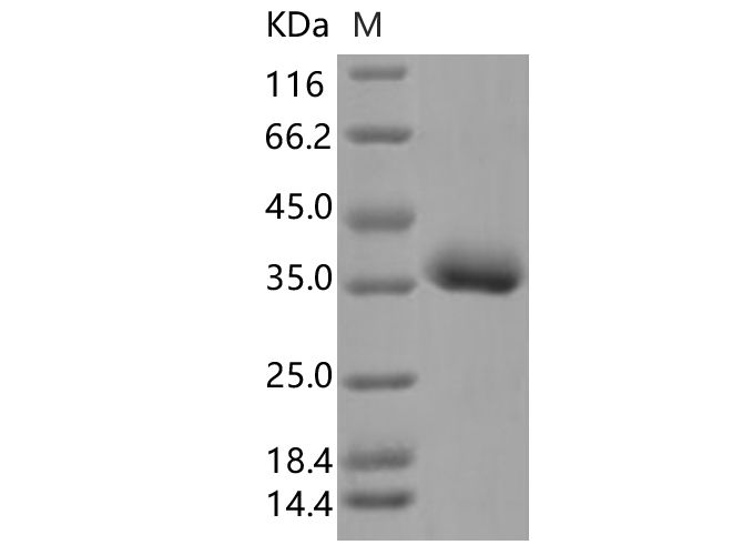 Валидация Elabscience PKSV030336(6067)