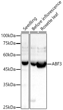 A22251, вестерн-блоттинг, ткани Arabidopsis thaliana (13549)