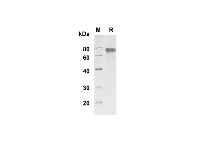 Валидация Elabscience PDMM100144(1104)