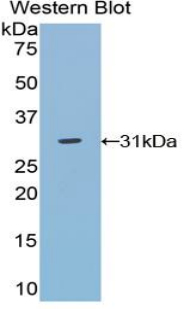 51047