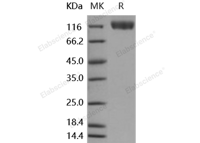 Валидация Elabscience PKSH031930(2537)