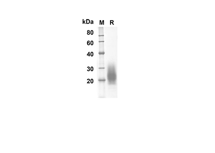 Валидация Elabscience PDMH100207(834)