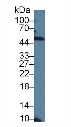 12709