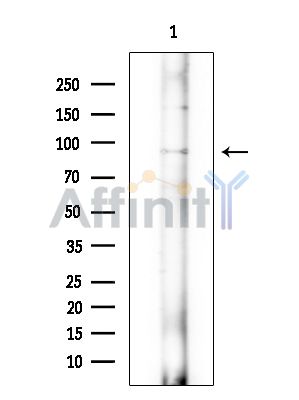 Валидация Affinity DF9863 - 22787