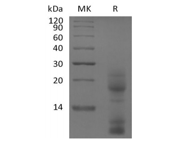Валидация Elabscience PKSH033888(4120)