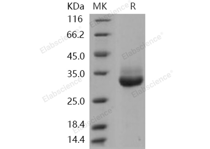 Валидация Elabscience PKSH030981(1795)