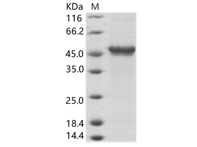 Валидация Elabscience PKSV030137(5914)