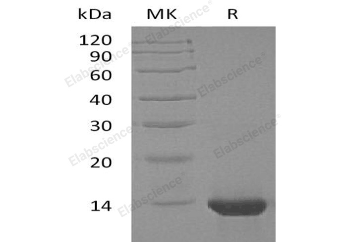 Валидация Elabscience PKSH032650(3085)