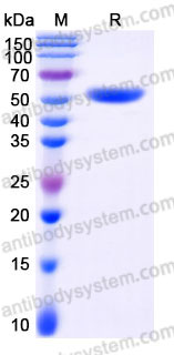 EHD04401, SDS-PAGE