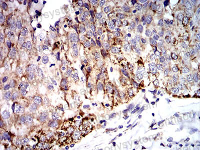 Валидация AntibodySystem RHC07102 (590)