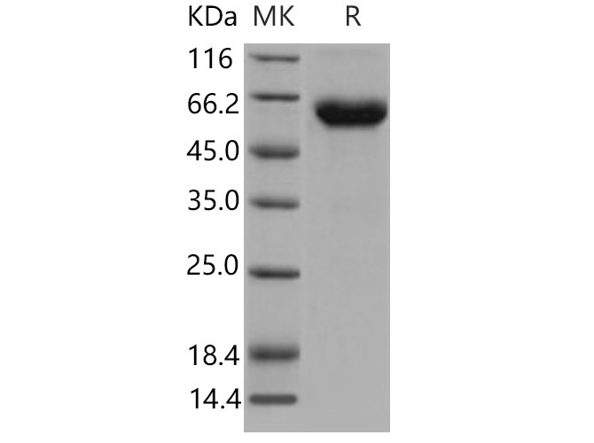 Валидация Elabscience PKSM040826(4790)