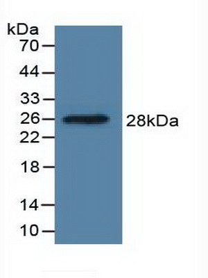 41411