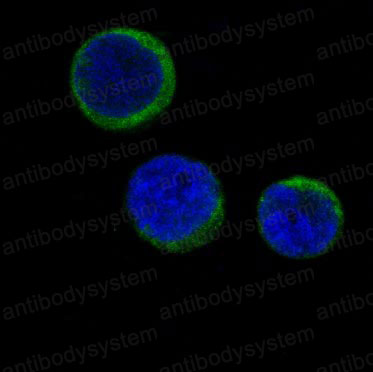 Валидация IF - AntibodySystem RHC02502
