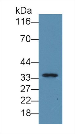 951