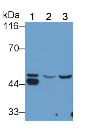 41806