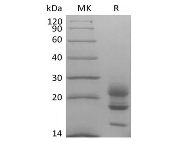 Валидация Elabscience PKSQ050109(5477)