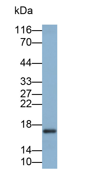 33446