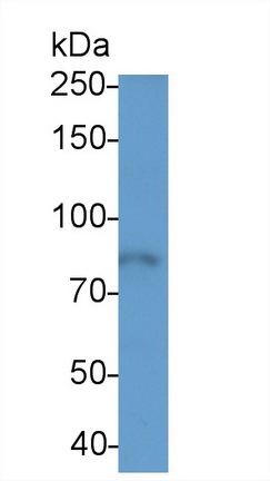 20611