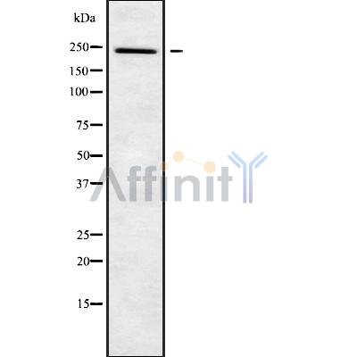 Валидация Affinity DF9709 - 22496