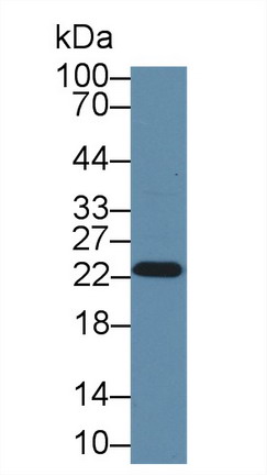 8548