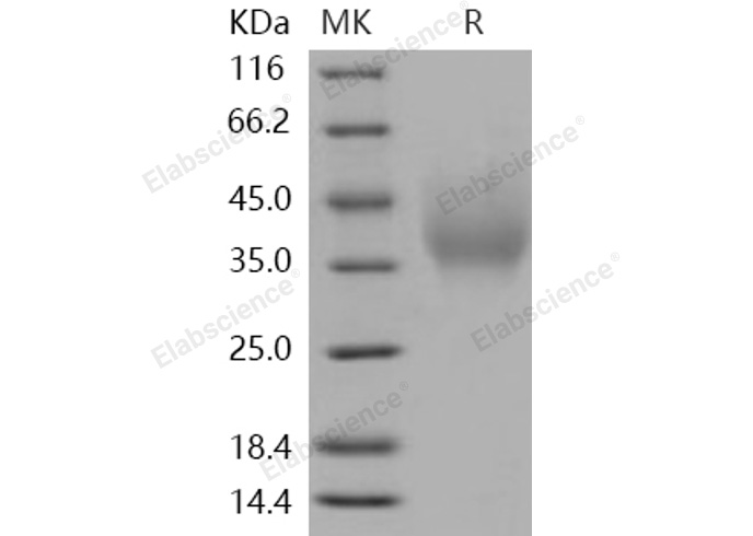 Валидация Elabscience PKSH031031(1838)