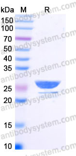 YHB87602, SDS-PAGE