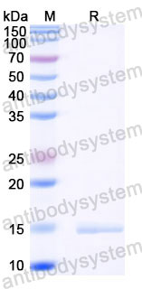 Валидация SDS-PAGE - AntibodySystem RXX05902