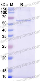 YHB76002, SDS-PAGE