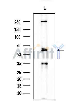 Валидация Affinity DF6167 - 17408
