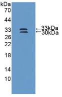 36115