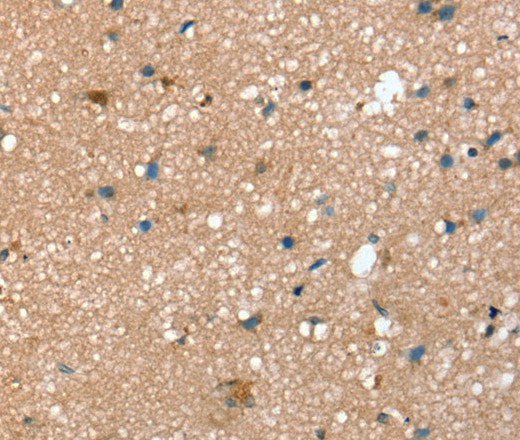 Валидация Elabscience E-AB-16898