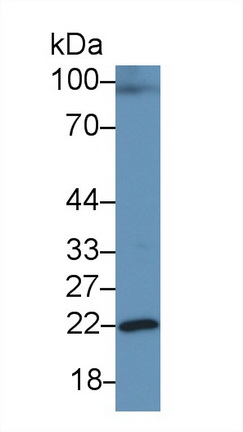 21802