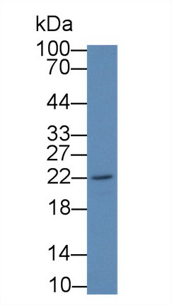 14937