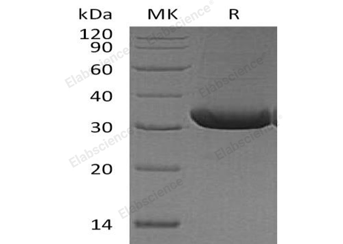 Валидация Elabscience PKSM041165(5074)