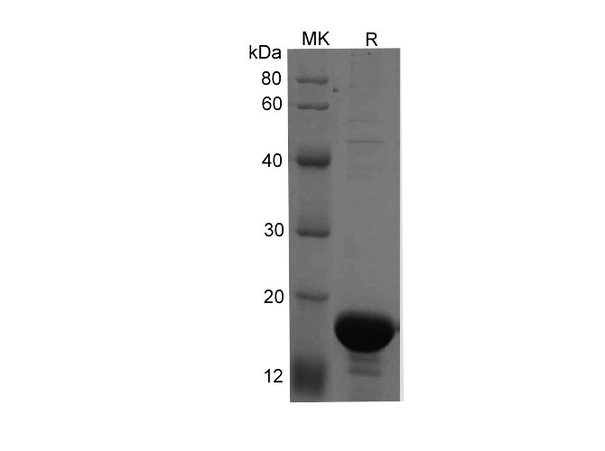 Валидация Elabscience PDEH100713(188)