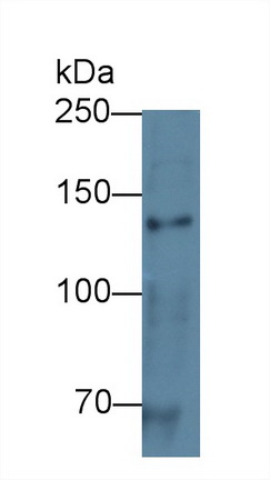 12452