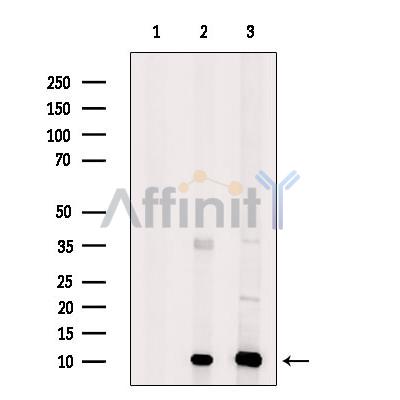 Валидация Affinity DF9786 - 22636
