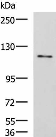 Валидация Elabscience E-AB-19877