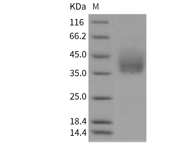 Валидация Elabscience PKSR030392(5729)